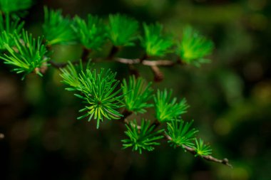 Genç kozalaklı dalları. Köknar ağacı arka plan.