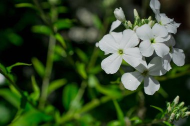 Yeşil yapraklı yabani sarı lupin çiçekleri-
