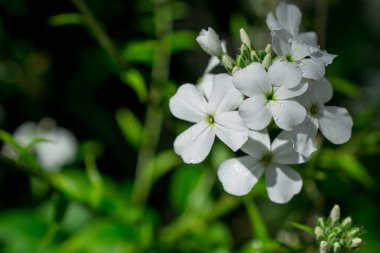 Yeşil yapraklı yabani sarı lupin çiçekleri-