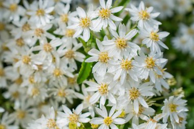 Yeşil yapraklı yabani beyaz çiçekler