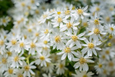 Yeşil yapraklı yabani beyaz çiçekler