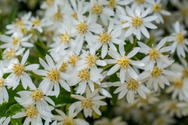 Yeşil yapraklı yabani beyaz çiçekler