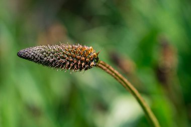 Plantago Lanceolata, Abundan 'da yetişen yaygın bir ottur.