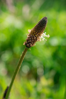 Plantago Lanceolata, Abundan 'da yetişen yaygın bir ottur.