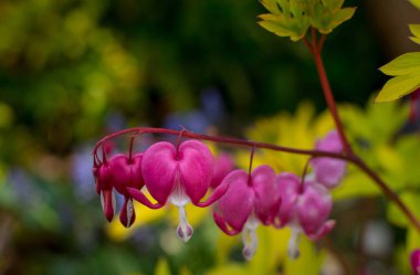 Pembe çiçek. Lamprocapnos spectabilis (eski adıyla Dicentra spectab
