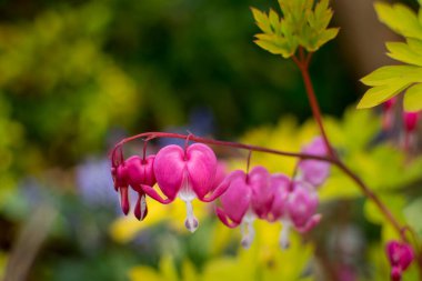 Pembe çiçek. Lamprocapnos spectabilis (eski adıyla Dicentra spectab