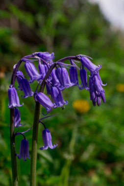 Yabani çan çiçeklerinin Macro filizleri Sabah çiyleri Orman Mea