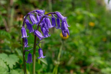 Yabani çan çiçeklerinin Macro filizleri Sabah çiyleri Orman Mea