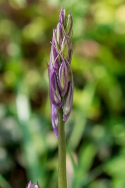 Yabani çan çiçeklerinin Macro filizleri Sabah çiyleri Orman Mea