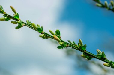 Baharda yeşil yong yaprakları