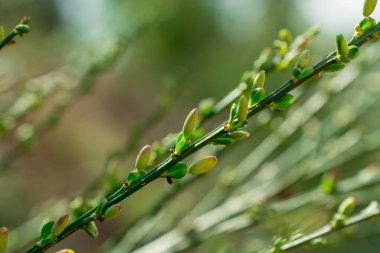 Baharda yeşil yong yaprakları