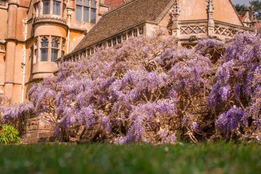 English garden with flowering wisteria on stone wall clipart