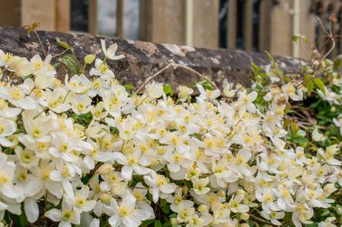 Climbing white climatis growing in garden
