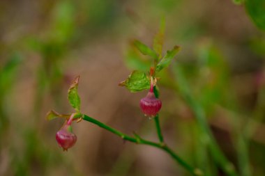 Yabanmersini çiçekleri Vaksinyum mersinleri, ön kısımda yetişen bitkiler.