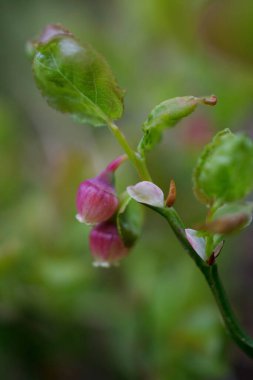 Yabanmersini çiçekleri Vaksinyum mersinleri, ön kısımda yetişen bitkiler.