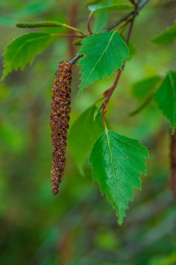 İlkbaharda yong yeşil yapraklı huş ağacı dalları