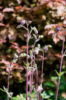 Bahçedeki güzel beyaz bahar çiçeği
