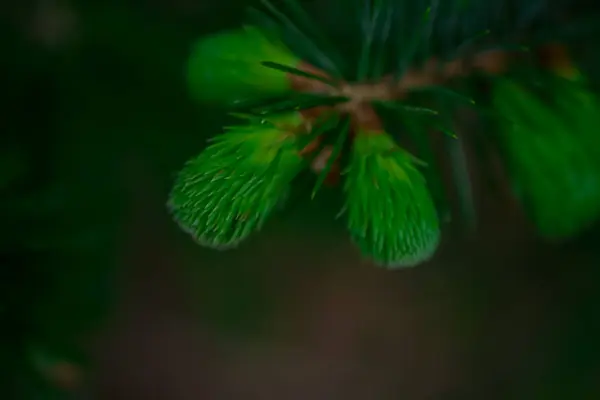침엽수 가지들 파라오 나무의 — 스톡 사진