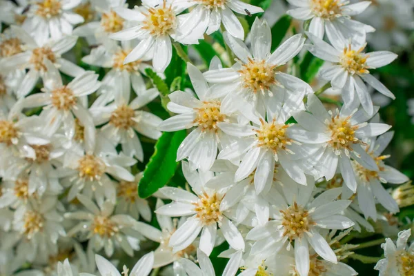 Wild White Flowers Green Leaves — Stock Photo, Image