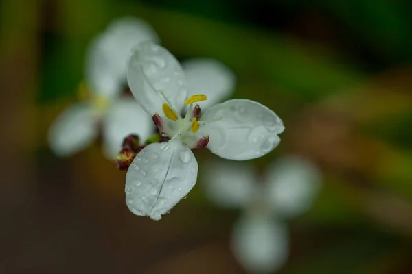 Fiori Bianchi Selvatici Con Foglie Verdi — Foto Stock