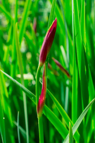 Wilde Weiße Blumen Mit Grünen Blättern — Stockfoto