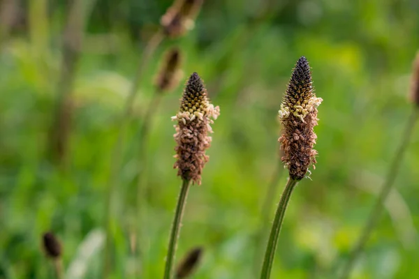 Wegerich Plantago Lanceolata Ist Ein Verbreitetes Unkraut Das Hülle Und — Stockfoto