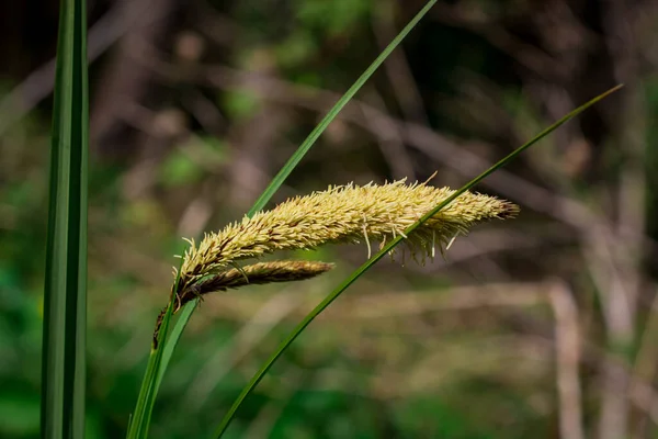 Травянистом Лугу Растут Сорняки Цветы — стоковое фото