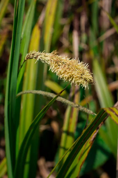 Weeds Flowers Growing Grassy Meadow — Stock Photo, Image