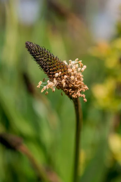 Wegerich Plantago Lanceolata Ist Ein Verbreitetes Unkraut Das Hülle Und — Stockfoto