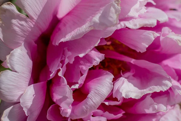 Рожеві Квіти Півонії Peonia Suffruticosa Літнє Цвітіння — стокове фото
