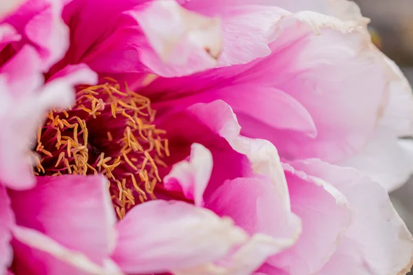 Рожеві Квіти Півонії Peonia Suffruticosa Літнє Цвітіння — стокове фото