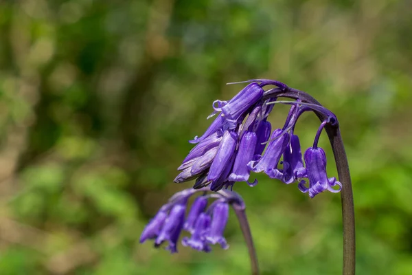 Macro Pousse Fleurs Sauvages Blubell Dans Rosée Matin Mea Forêt — Photo