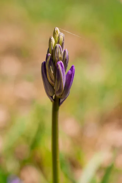 Makrotrieb Von Wilden Blauglockenblumen Morgentau Waldrand — Stockfoto