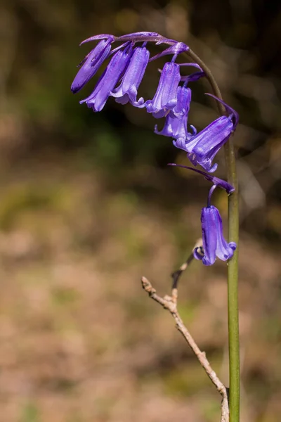 Yabani Çan Çiçeklerinin Macro Filizleri Sabah Çiyleri Orman Mea — Stok fotoğraf