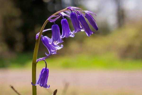 Makrotrieb Von Wilden Blauglockenblumen Morgentau Waldrand — Stockfoto