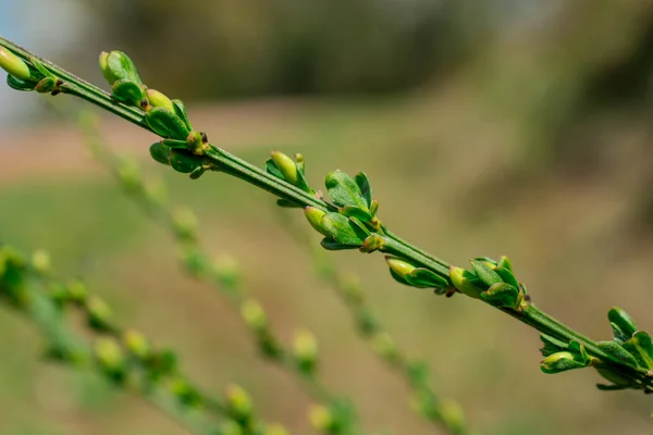 Grüne Yong Blätter Frühlingsgarten — Stockfoto