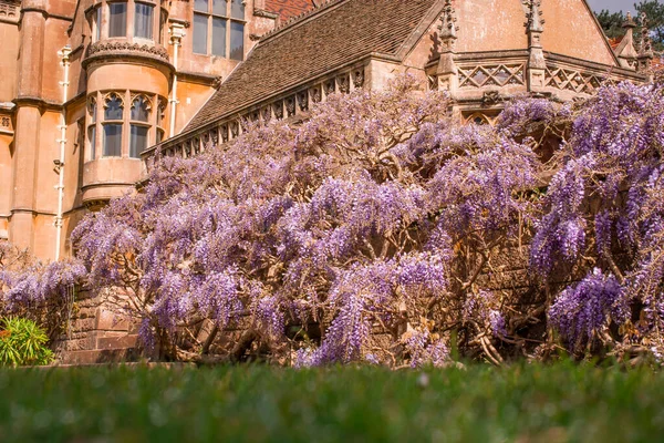石墙上有盛开紫藤的英国花园 — 图库照片