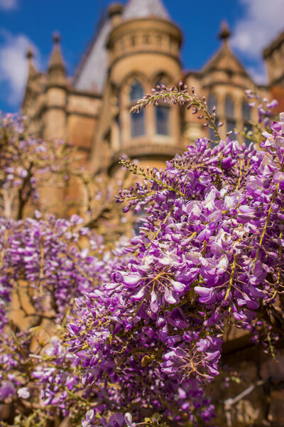 Английский сад с цветущей вистерией на каменной стене