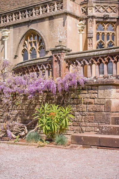 Anglická Zahrada Kvetoucí Vistárií Kamenné Zdi — Stock fotografie