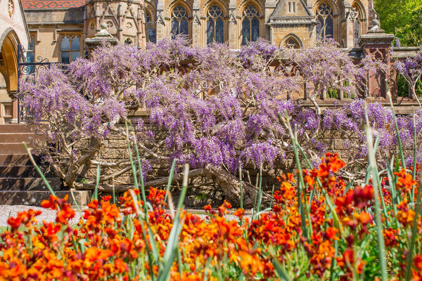 Английский сад с цветущей вистерией на каменной стене