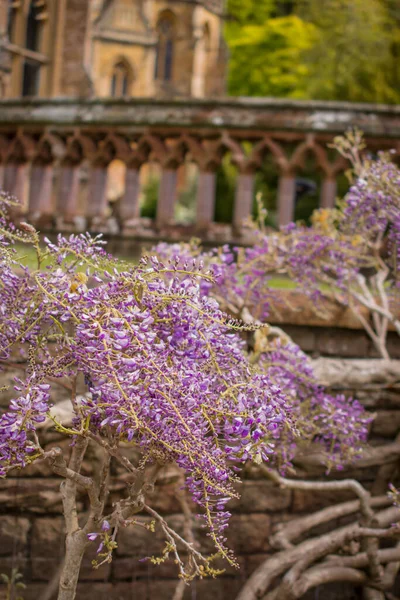 Angielski Ogród Kwitnącą Wisteria Kamiennej Ścianie — Zdjęcie stockowe