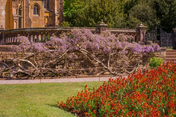 English garden with flowering wisteria on stone wall