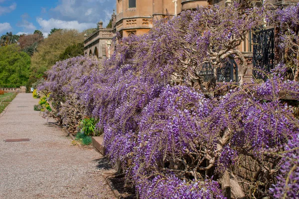 English garden with flowering wisteria on stone wall