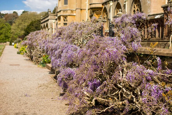 English garden with flowering wisteria on stone wall