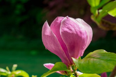 Güzel manolya ağaçları güzel büyük çiçeklerle çiçek açıyor.