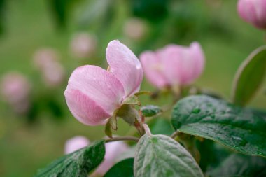 Elma ağacında elma çiçeği. Yakın plan..