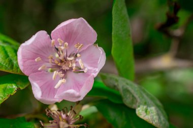 Elma ağacında elma çiçeği. Yakın plan..