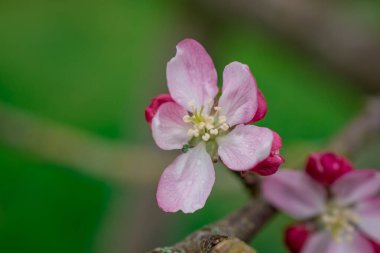 Elma ağacında elma çiçeği. Yakın plan..