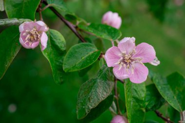 Elma ağacında elma çiçeği. Yakın plan..