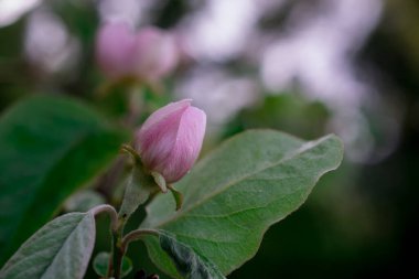 Elma ağacında elma çiçeği. Yakın plan..